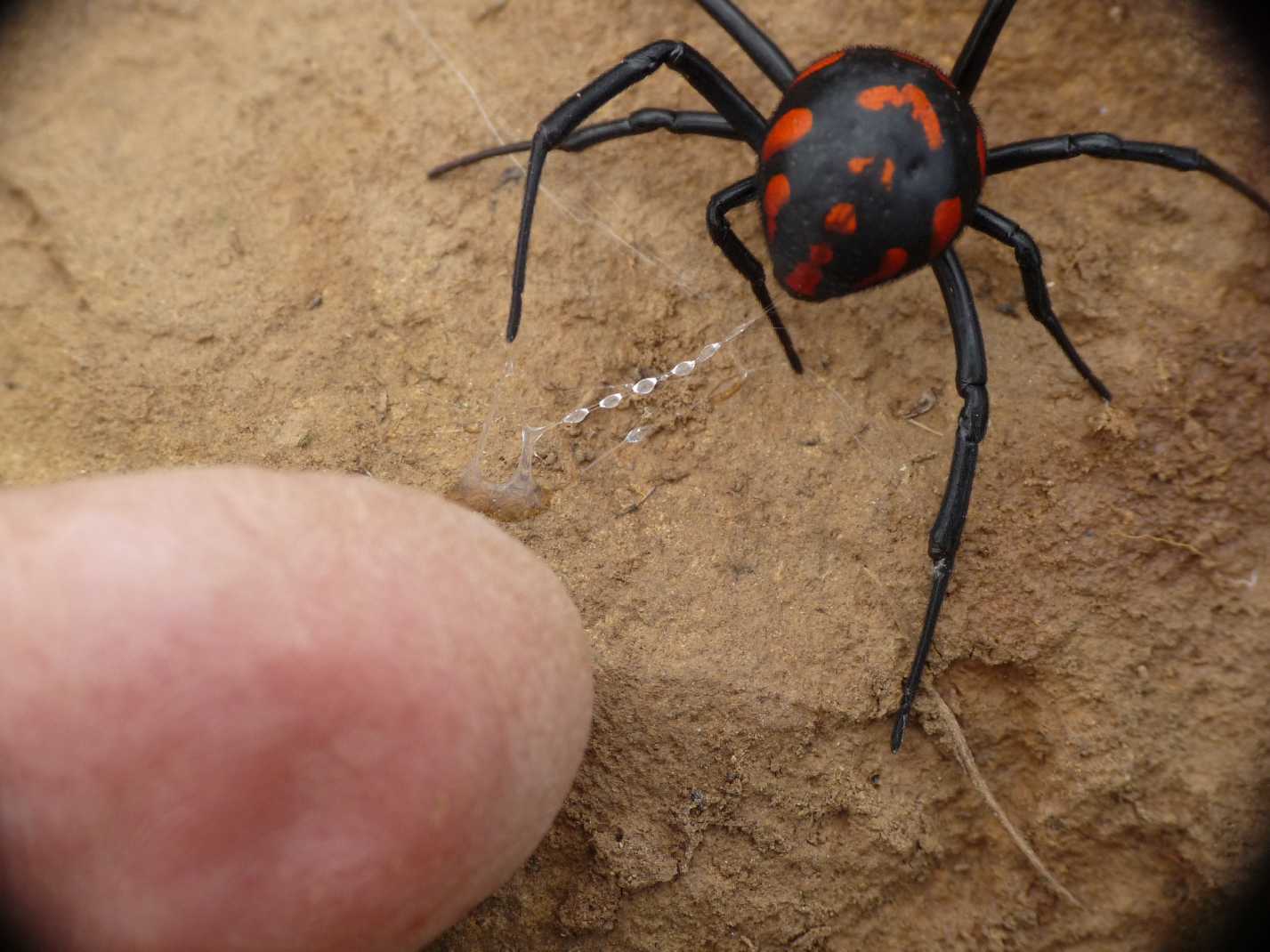 Latrodectus tredecimguttatus di Gallura